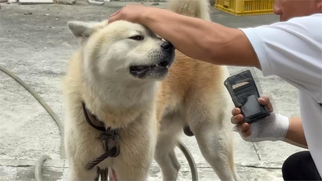 愛犬咬傷女童遭控不聞不問　飼主出面駁斥強調絕不卸責