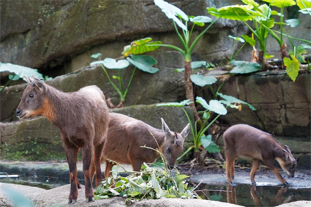 快新聞／台灣野山羊「皮蛋」入住北市動物園　可愛模樣亮相