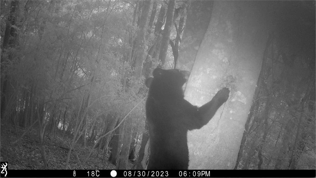 母熊帶2小熊現蹤阿里山　鄒族獵人拍到萌樣