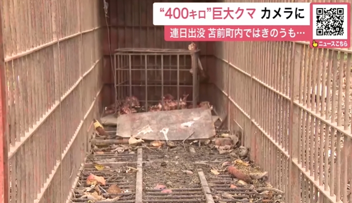 北海道現蹤「巨型400公斤棕熊」!肥到「塞不進捕獸籠」畫面險曝光