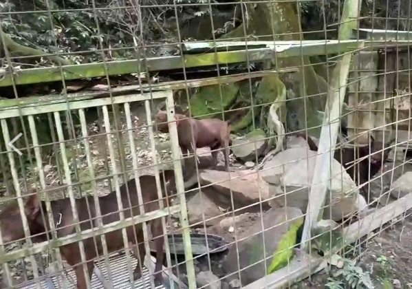 新店山區疑有非法高砂犬繁殖場 68隻狗兒飼養不當挨罰