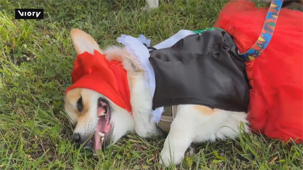 俄羅斯首辦柯基犬遊行！　萌犬盛裝亮相吸民眾熱情參與