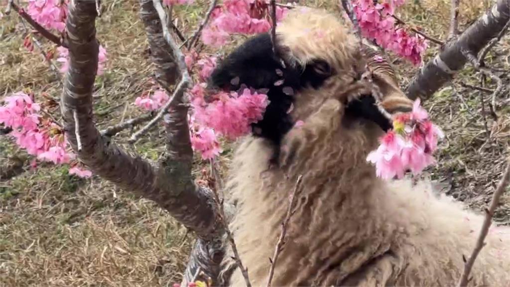 最萌採花現行犯! 清境農場羊咩咩狂嗑櫻花