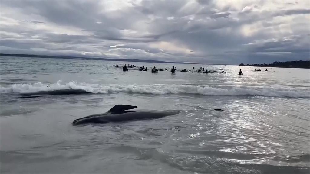澳洲近百頭「領航鯨」集體擱淺　46頭搶救中