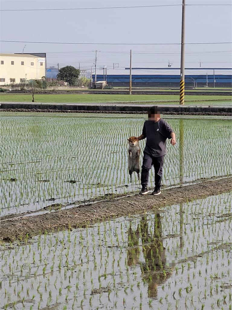 有夠皮…14KG「柴柴田鼠」下田滾泥巴！被活逮「滿臉厭世」笑翻網