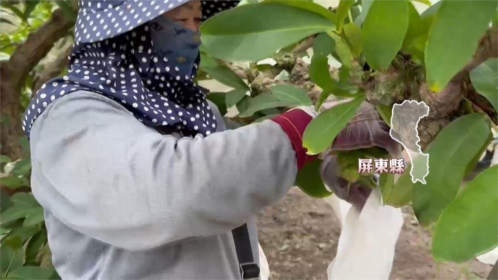 颱風薔琵強襲！　南部農.漁民嚴陣以待趕搶收