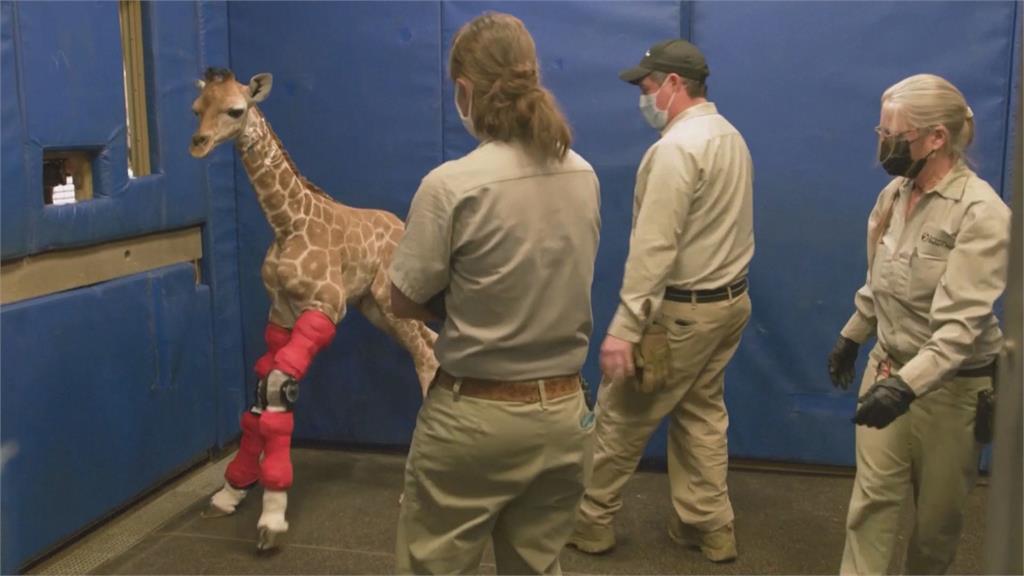 人類助新生！長頸鹿剛出生就軟腳　美國醫打造「動物紋膝輔具」幫牠前行