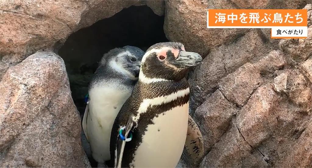 麥哲倫企鵝進入繁殖季　新潟上越水族館喜迎１７隻企鵝寶寶