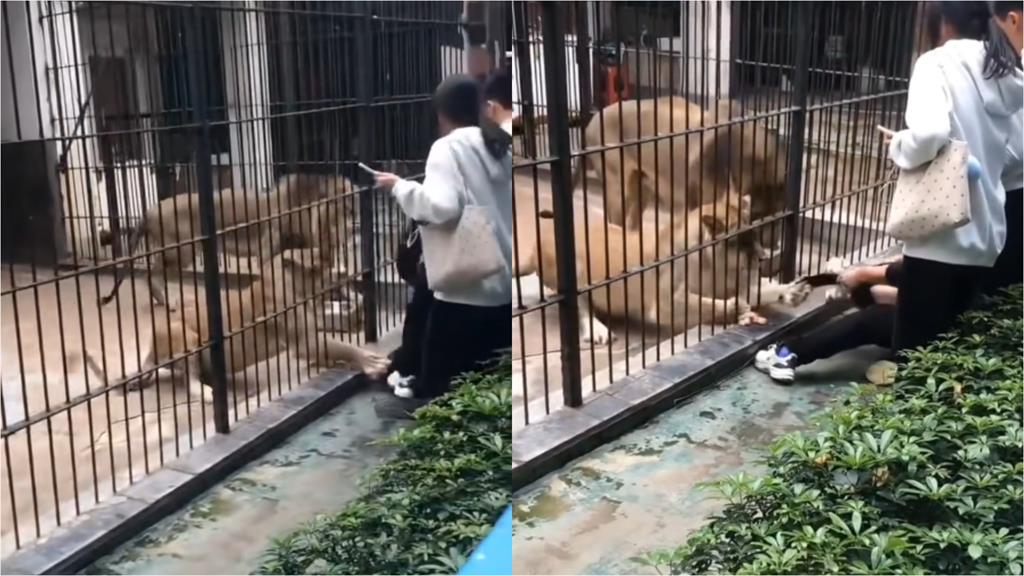 中國女童餵獅遭抓褲腳！30秒「猛拖進籠」畫面瘋傳…網酸：為什麼跨越圍欄？
