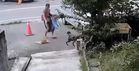 花蓮社區淪獵場?黑狗追咬死貓 住戶怒控非首次
