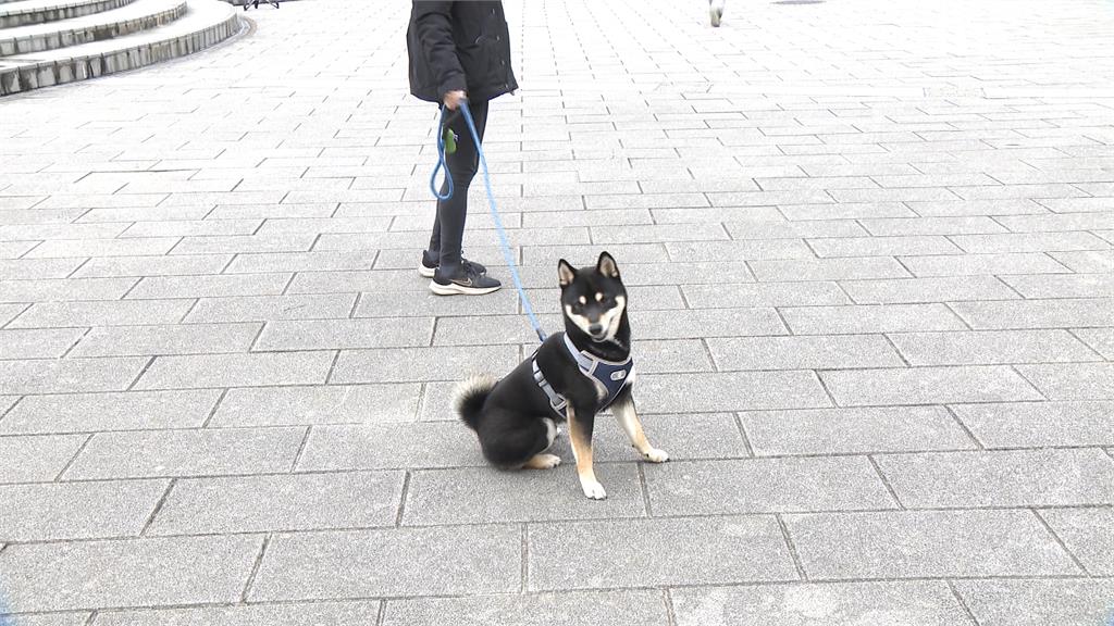 比特犬事件翻版? 民眾遛狗「沒用牽繩」周邊人犬遭攻擊