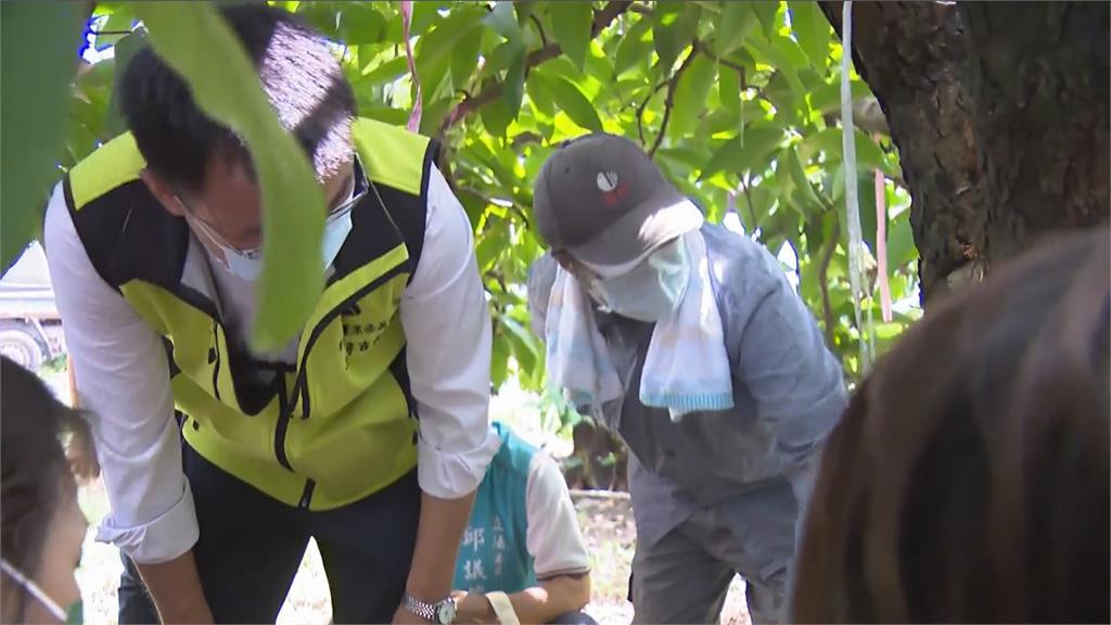別怕! 豪雨害慘蓮霧 陳吉仲同意協助果農申請補助
