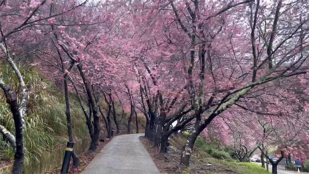 武陵農場櫻花季開跑　春節首日湧千名賞花遊客
