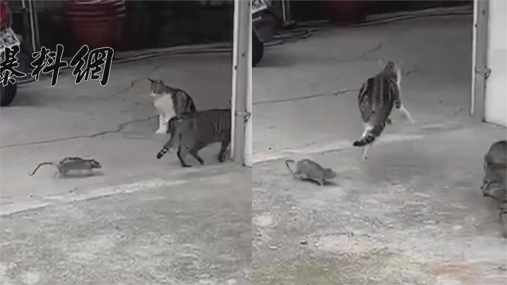 勇鼠遇3貓沒在怕　狂追趕「嚇得喵皇逃竄」網笑：貓的臉都被丟光了