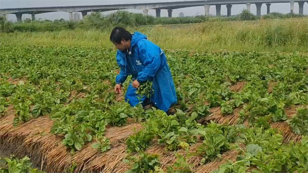 颱風進逼菜價漲! 民眾搶囤菜、農民搶收菜