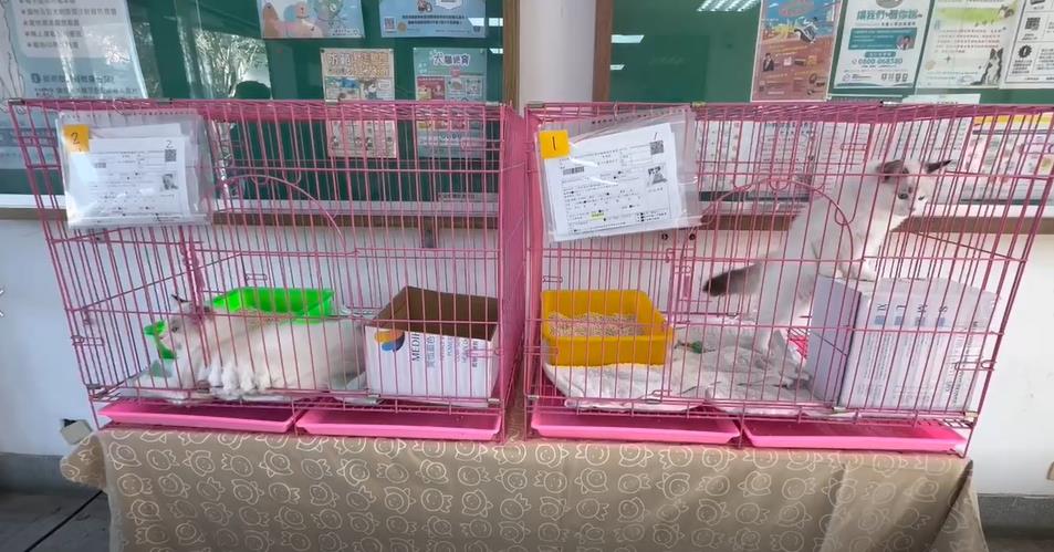 八隻布偶貓開放認養 //吸引逾２００位新竹縣民抽籤