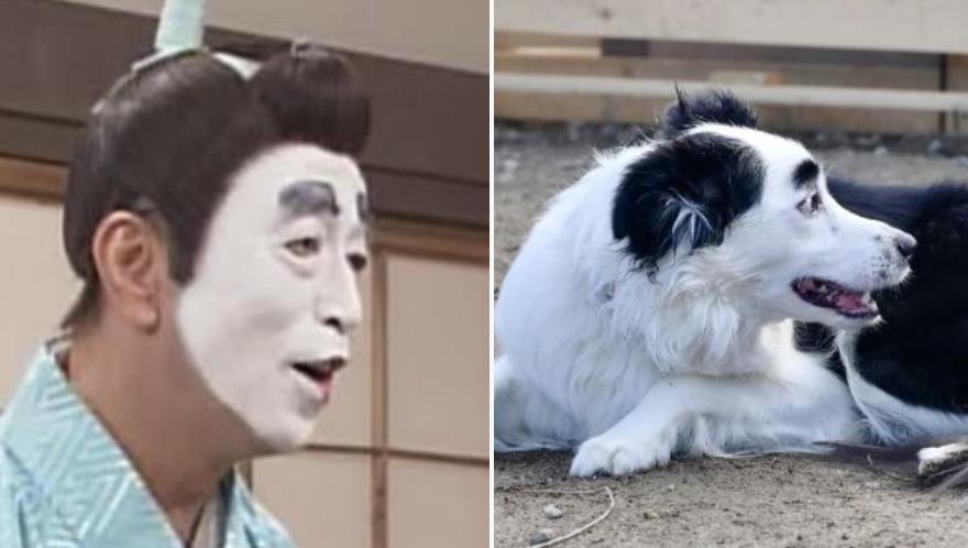 愛犬俊顏「登日本熱搜」6百萬人瘋看!全場一看秒懂:志村健轉世?