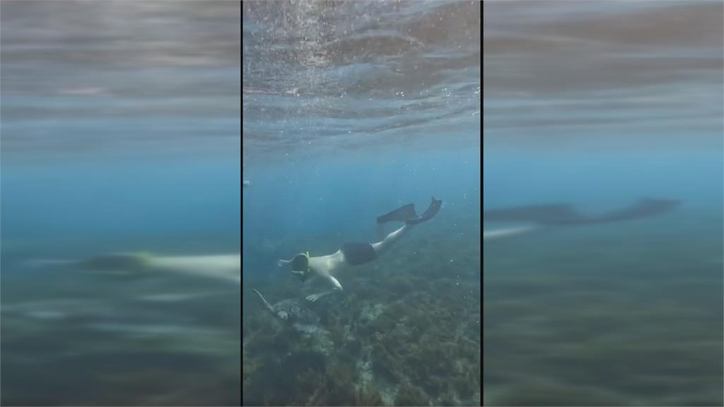 浮潛教練已告知不可碰　遊客屢勸不聽狂騷擾海龜