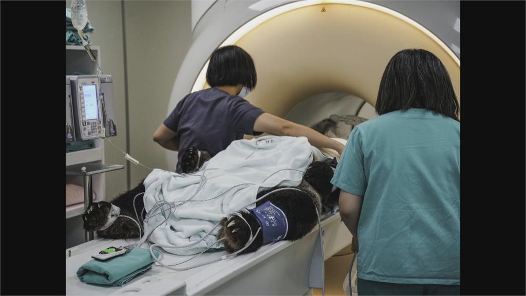 心疼！大貓熊團團活動力下降「瘦一圈」　上週六再次MRI檢查