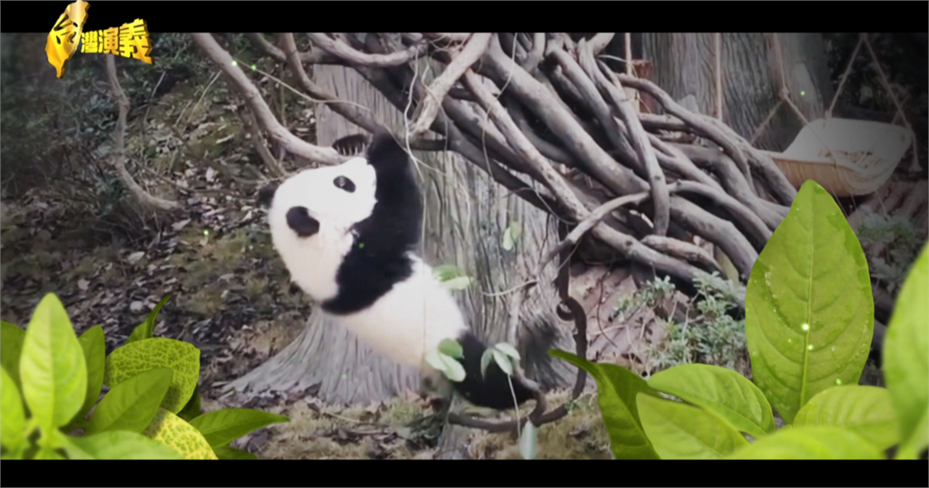 【台灣演義】動物交流不單純? 曾引發台灣主權疑慮
