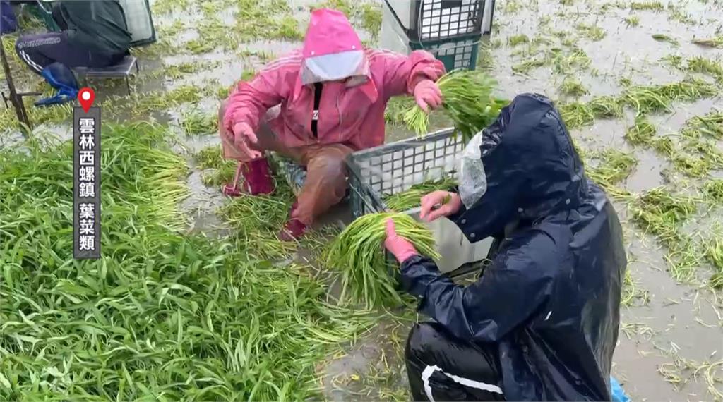 豪雨炸全台！衝擊雲林農漁業　農民緊急搶收心血