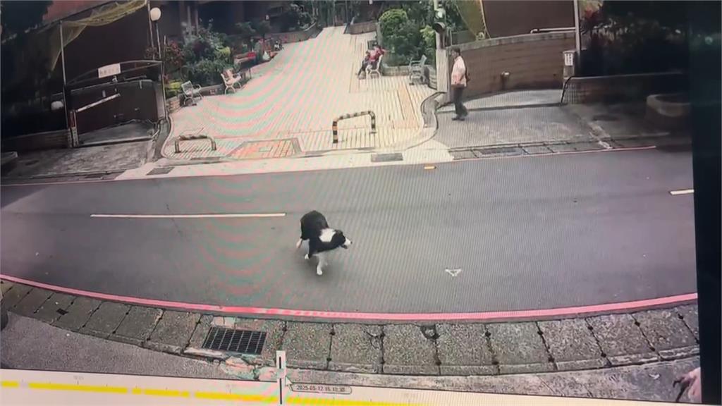 電動車騎士控遛狗不牽繩 行車中遭邊牧撲倒 雙腿瘀青機車毀損