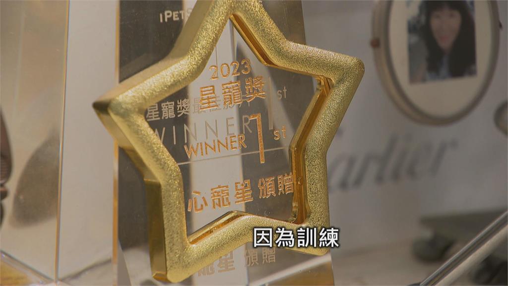 資優吉娃娃！　會解開根號題目　飼主曝5個月時發現潛能
