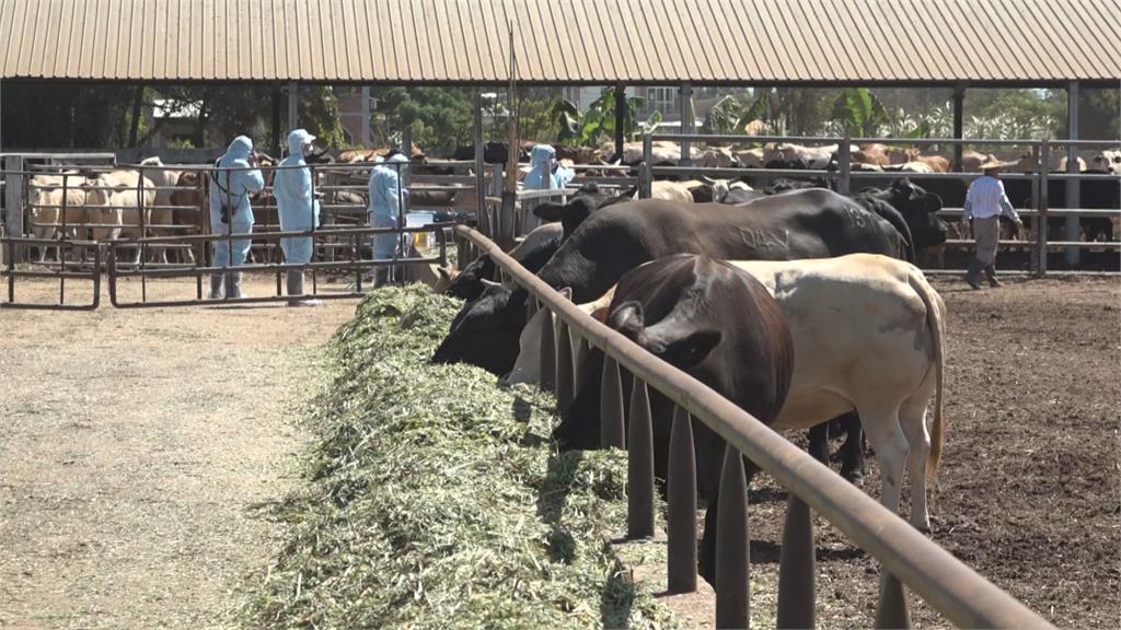 俄烏開戰飼料價格飛漲 國際牛奶價格貴3成