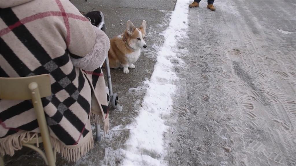 加拿大超聰明柯基！　雪地中拯救飼主一命