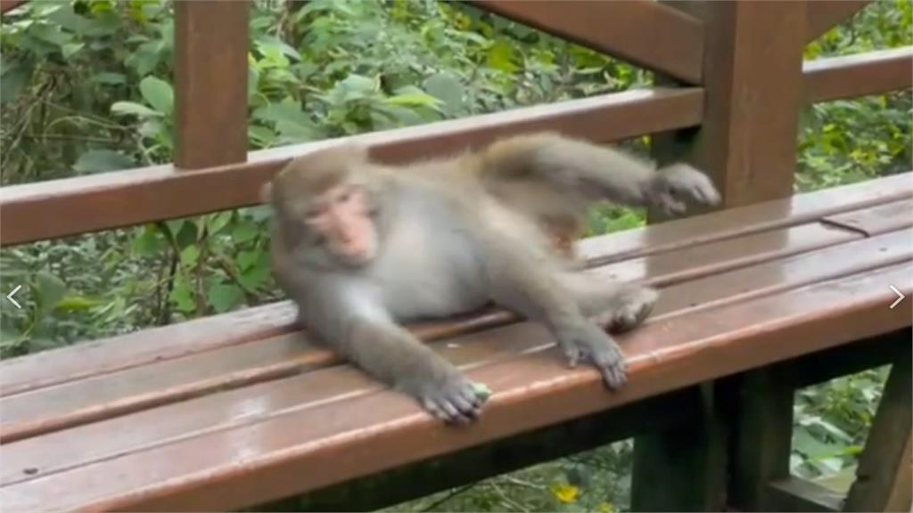 南投溪頭疫情下遊客減少！台灣獼猴在大學池歡樂群聚開派對