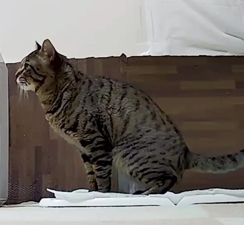 柴柴與虎斑同住N年 飼主見貓用「狗尿布」如廁笑稱:犬化好可愛