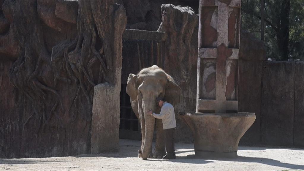 瓜地馬拉動物園辦生日趴　為63歲亞洲象「川皮塔」慶生