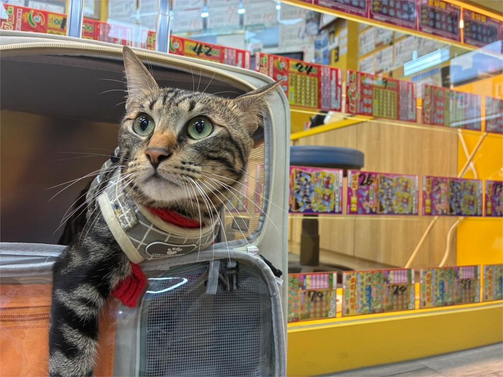 貓的報恩真的來了？男大生靠AI靈感刮中百萬！