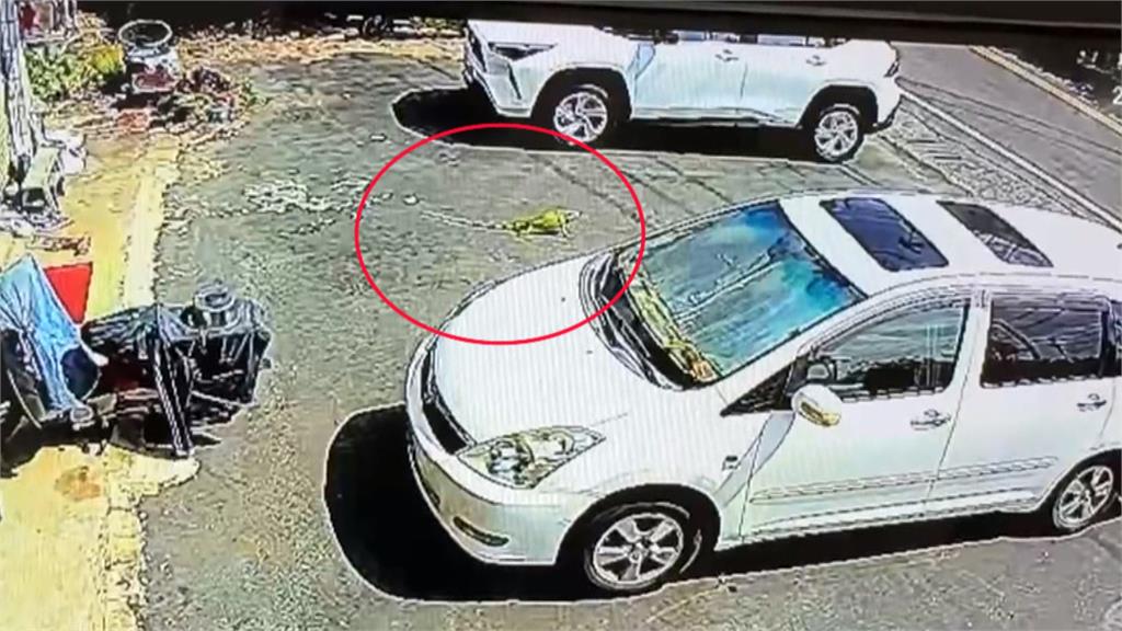 「超巨酷斯拉」闖民宅! 150公分綠鬣蜥撞大門 尖叫聲四起