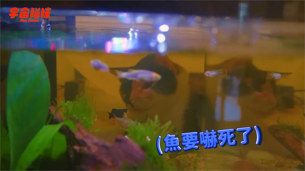 飼主買魚缸！四隻貓興奮圍觀搶看魚　可愛模樣讓網瘋狂