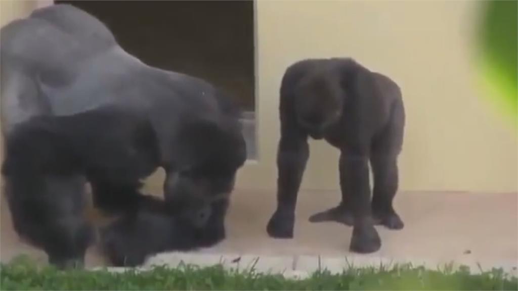 孩子不能偷生!猩猩爸緊盯地上毛毛蟲 兒子下秒神同步定格笑翻網友