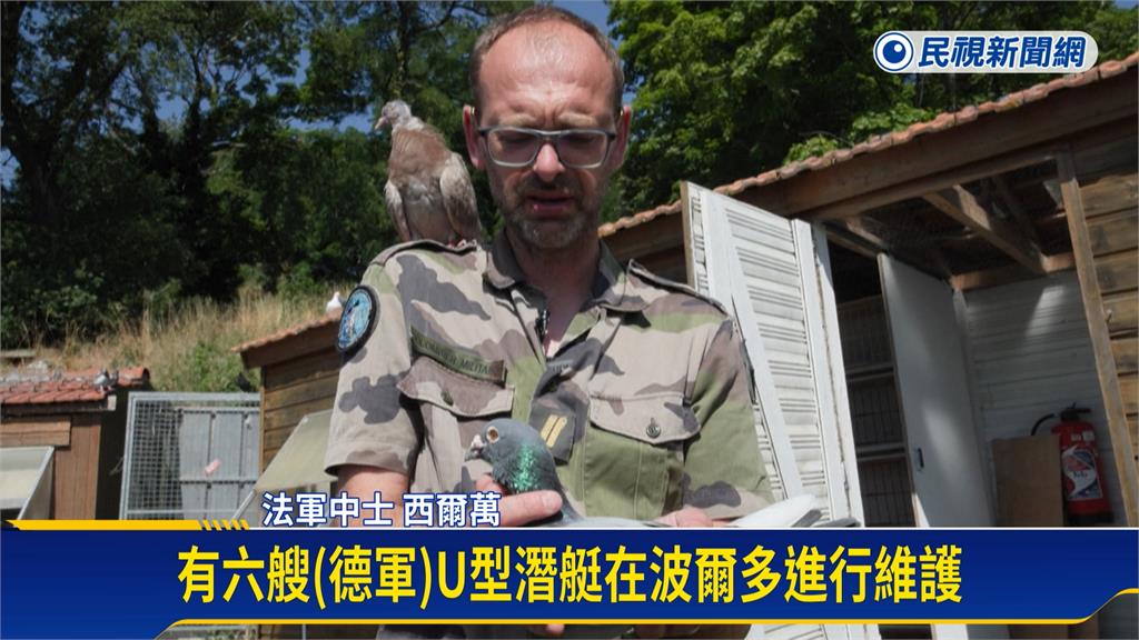 歐洲唯一！　法國陸軍保留軍鴿傳統擁逾150隻