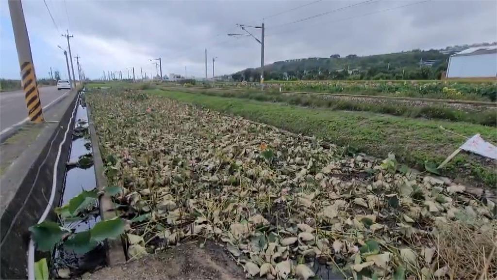 苗栗「鐵道荷花田」消失了　因為這件事！園主氣炸全部砍光