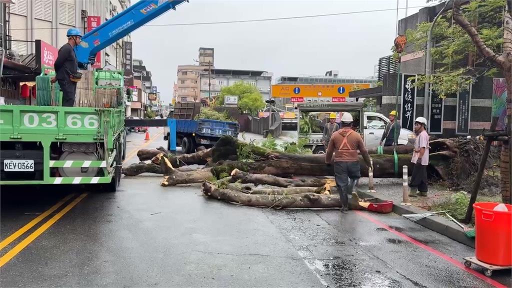 宜蘭路樹倒! 2棵"28年鳳凰樹"疑不堪大雨+樹根腐爛倒下