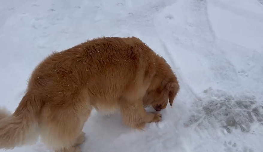 快新聞/合歡山降3月雪!黃金獵犬嗨翻狂奔還吃雪 「雪地印超萌狗掌」畫面曝