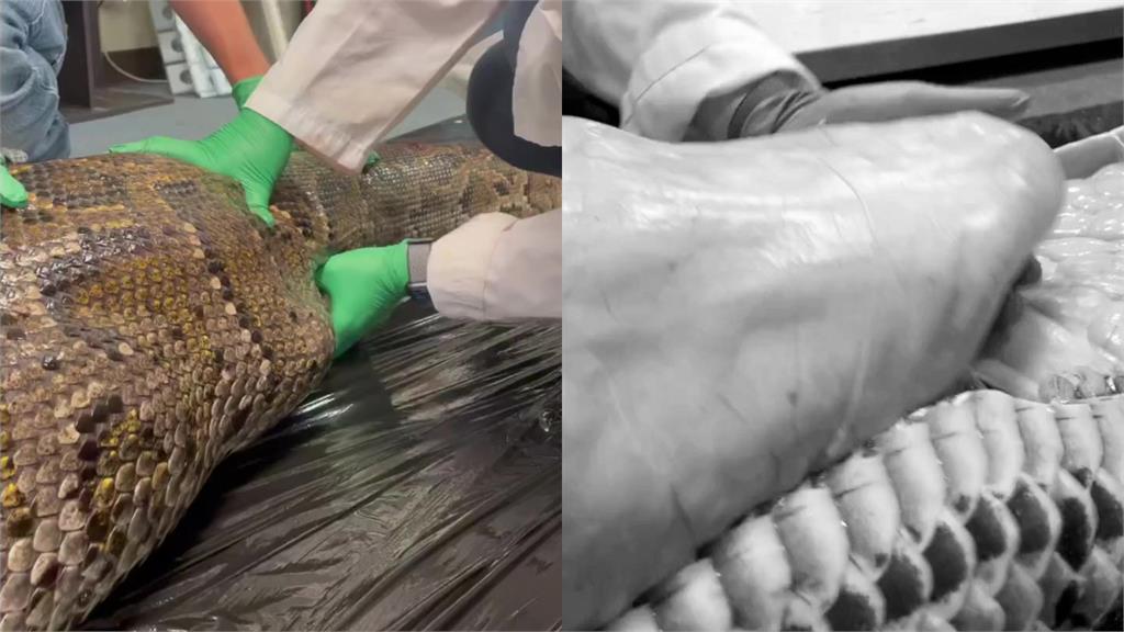 血腥慎入！5.5公尺巨蟒吞下「整隻鱷魚」　36秒解剖片曝光嚇壞網
