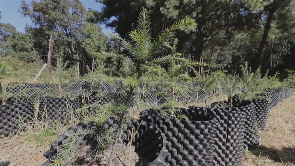 耶誕樹重新種植可復活　墨西哥業者推廣「以租代買」