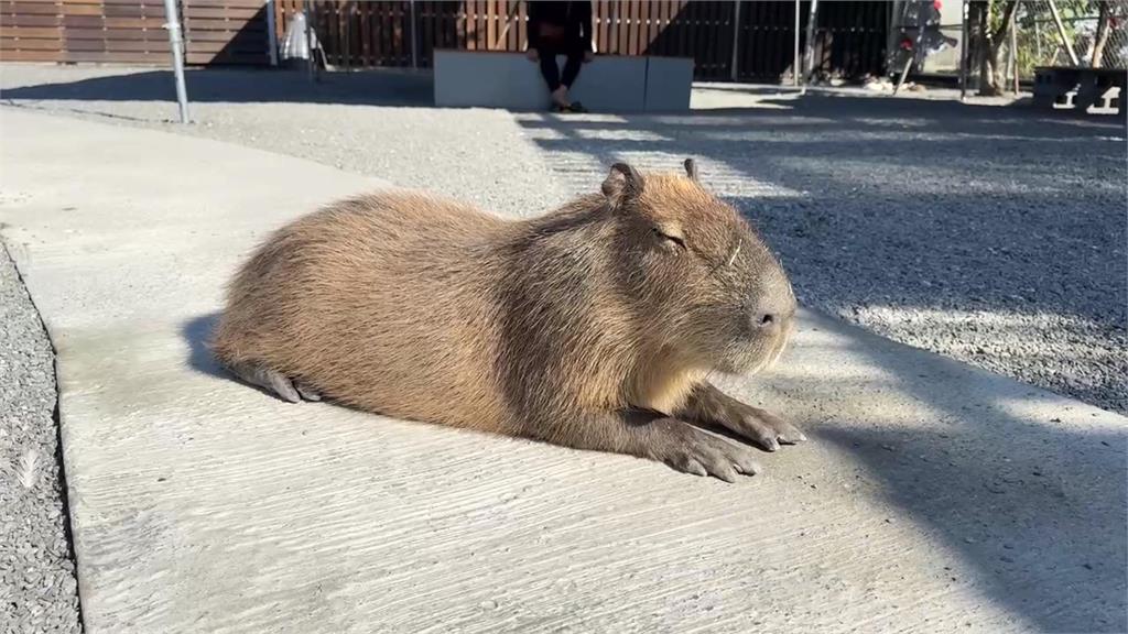 老闆"投毒"遭起訴! 樹懶餐廳易主 南投動物樂園接手