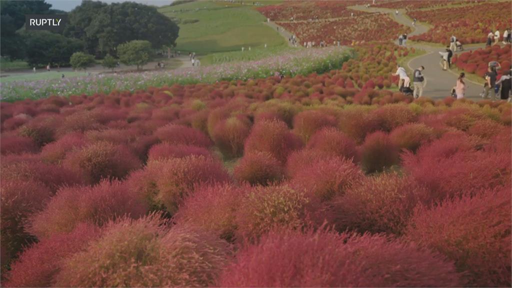 日本茨城縣秋季限定 3萬株「掃帚草」正轉紅超壯觀