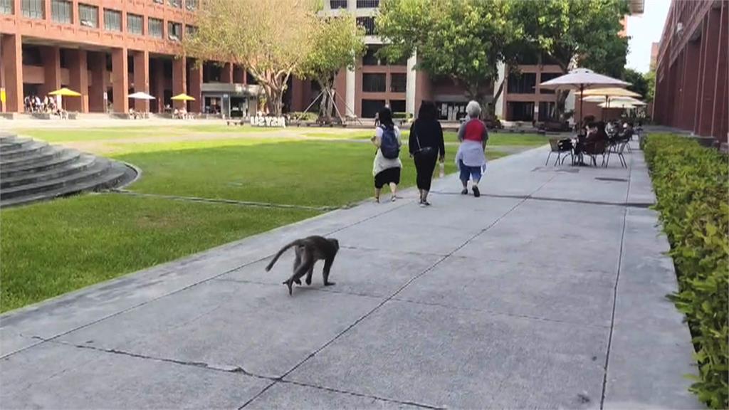 牠也想學微積分 獼猴出現中山大學教室內