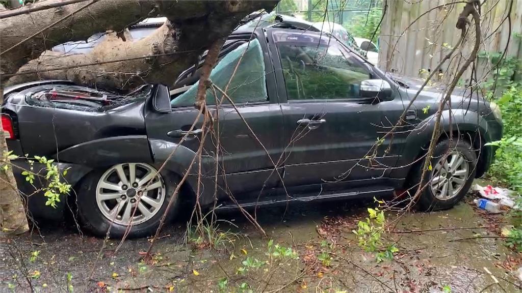 凱米發威!桃園路樹倒塌災情多 龜山車輛被壓毀、龍潭樹倒阻交通