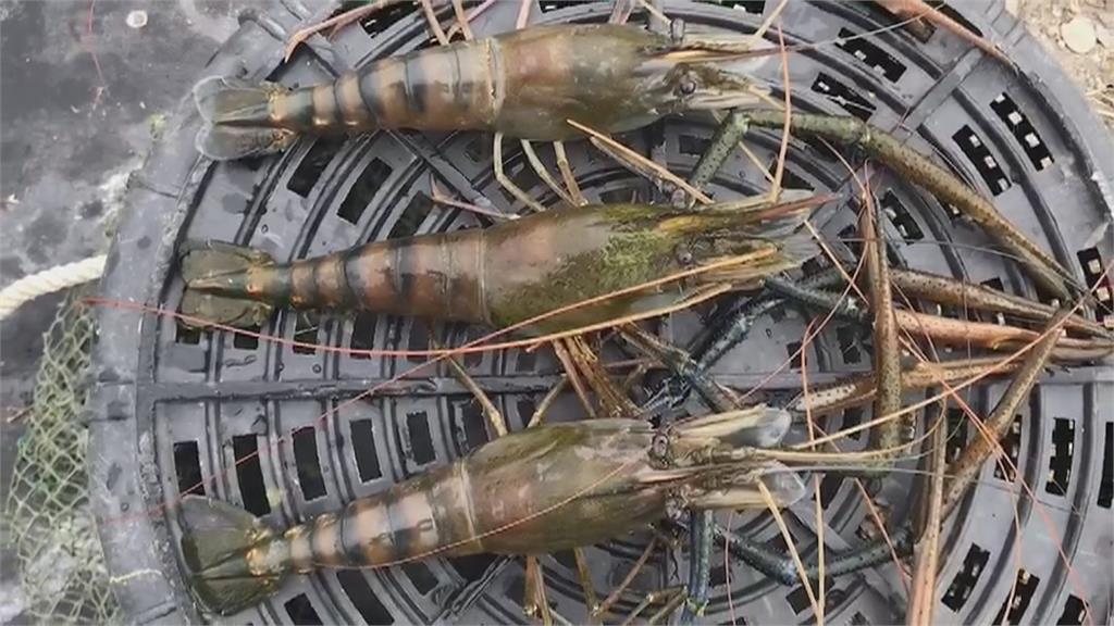 潮州「賽神蝦」5/6比大尾 冠軍蝦獎金1萬元