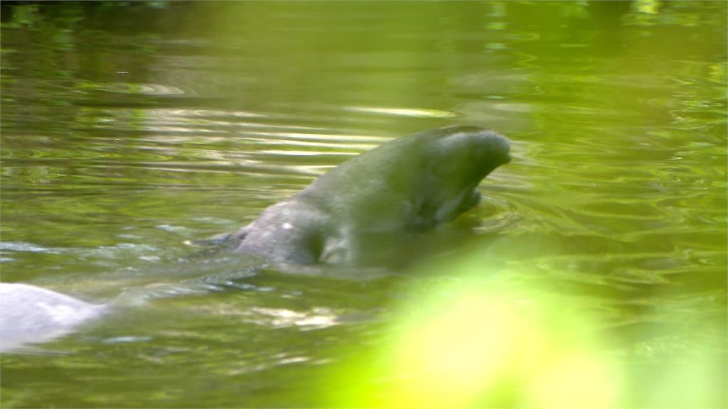 木柵動物園馬來貘明星 「貘克」初步疑熱衰竭死亡