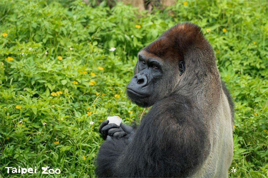 快新聞／動物自有消暑妙招！大猩猩躲陰影處大啖冰品　超萌畫面曝