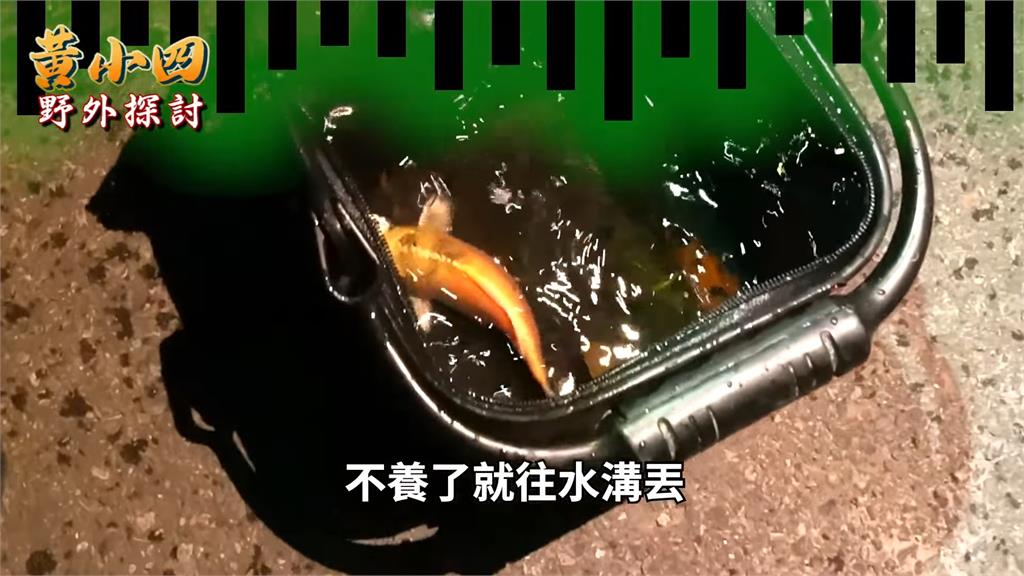 抓「水溝小龍蝦」一小時爆桶　達人噴棄養者：什麼東西都亂放生